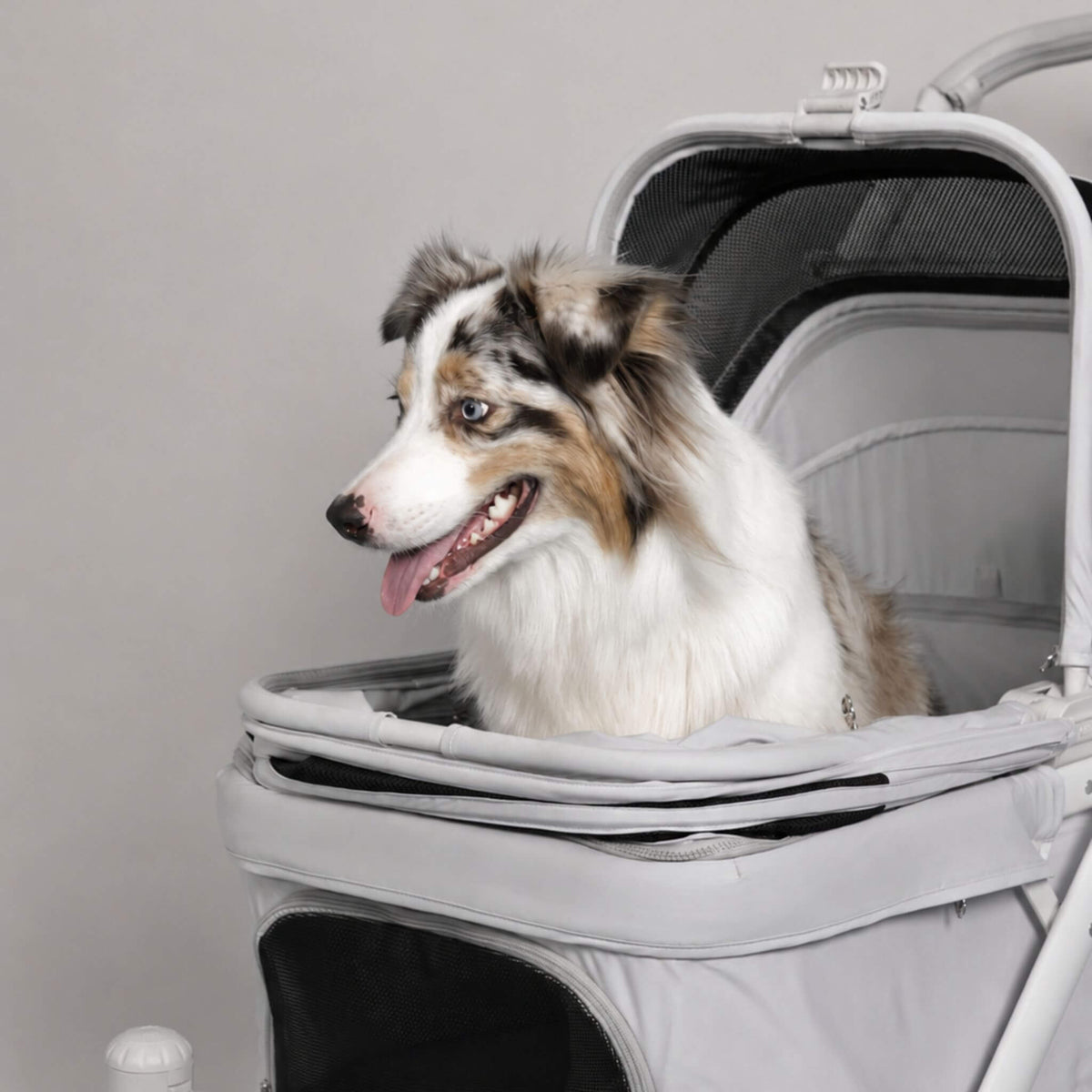 A fluffy Australian Shepherd dog sits inside a light gray pet stroller with a mesh canopy, set against a plain light gray wall.