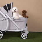 A light gray pet stroller with a white fluffy dog sitting inside and a smaller brown dog beside it, photographed against a plain beige wall with artificial green turf at the bottom.
